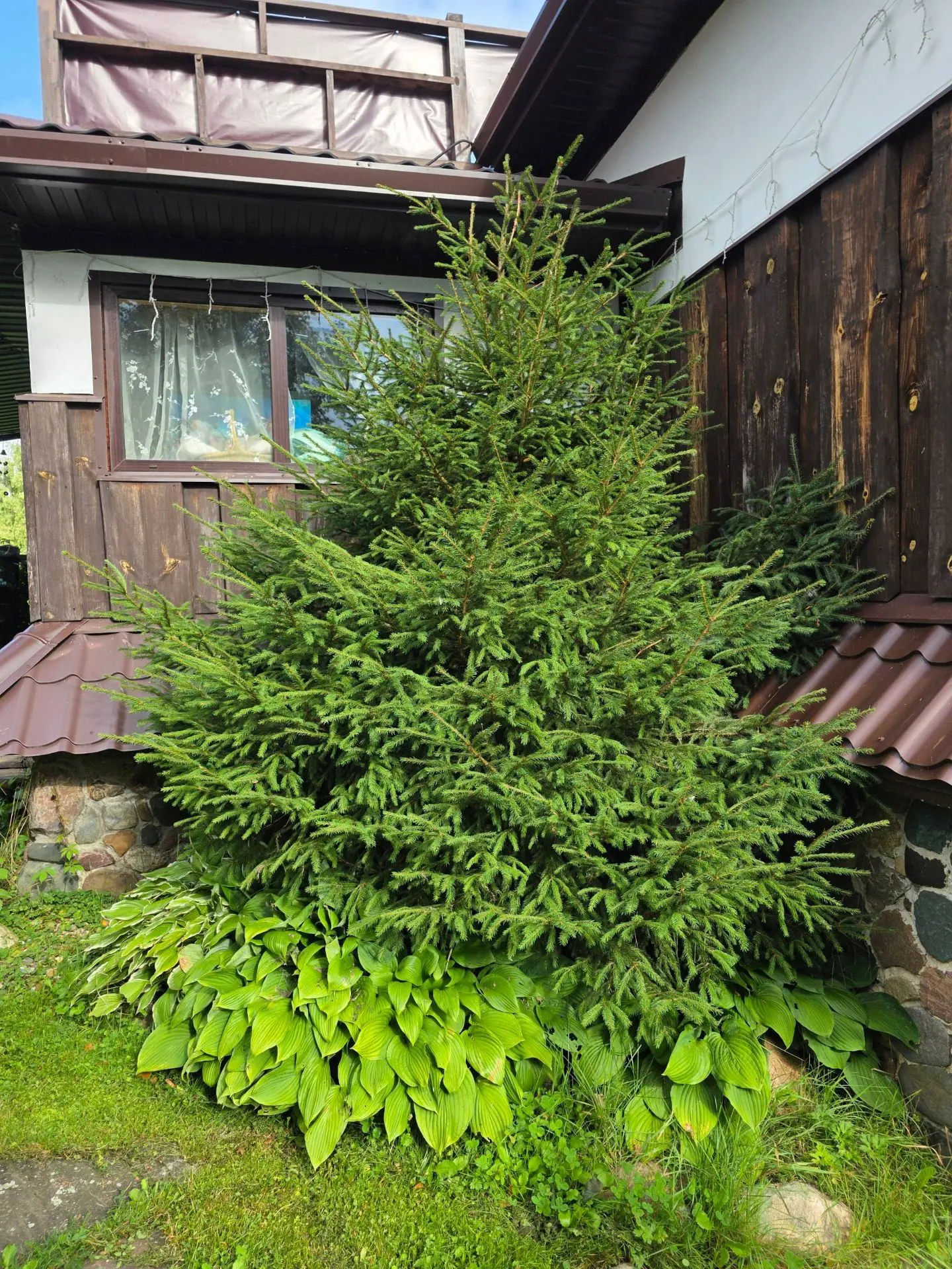 🌲Ель у дома: