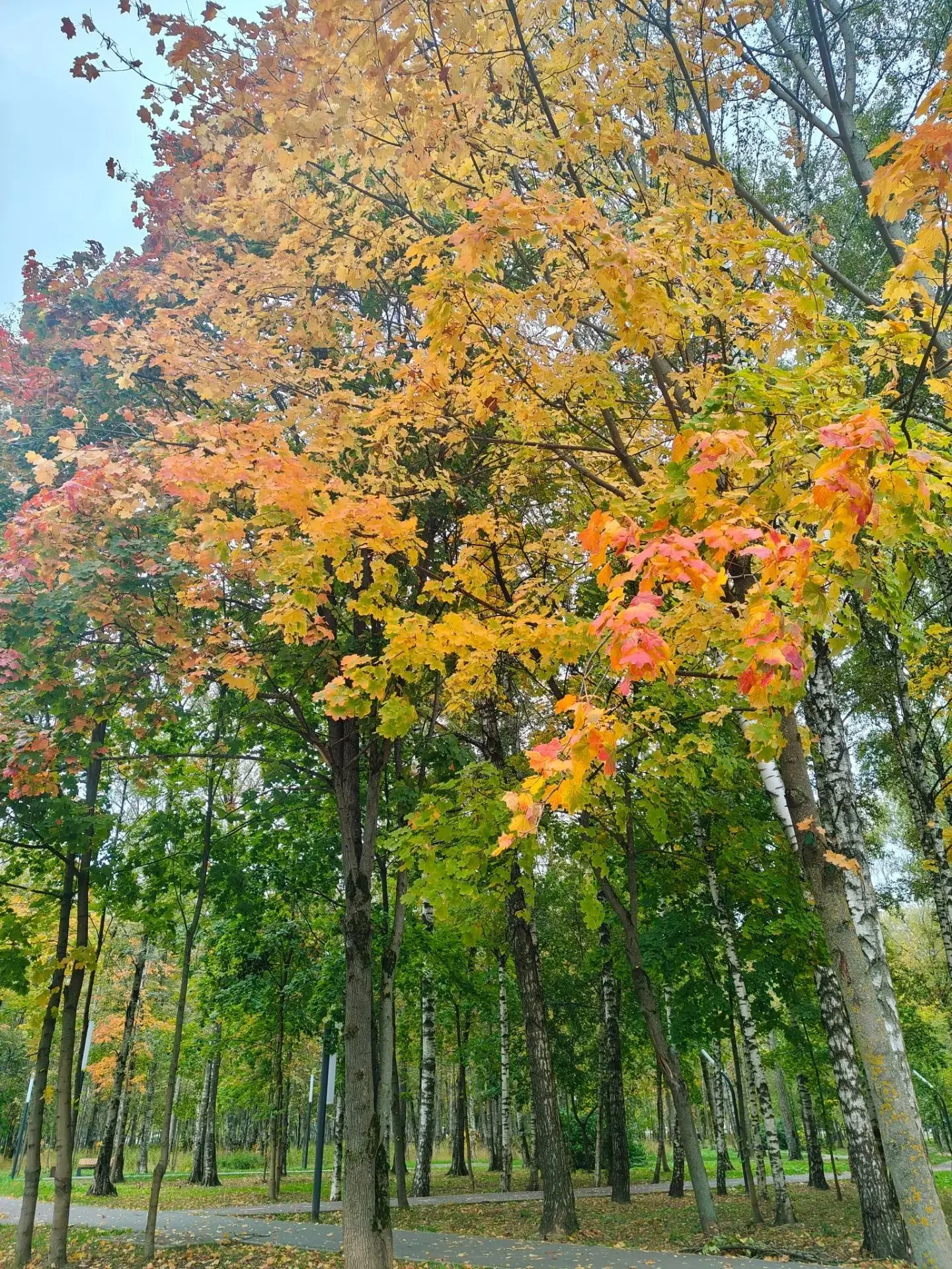 Начинаем свой день с осенней палитры парка 😍