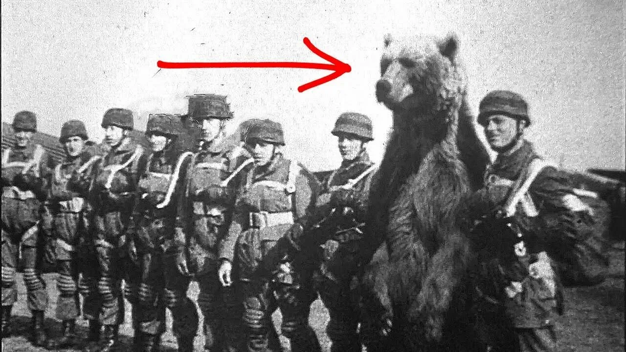 🐻 Медведь, который «служил» на фронте: история Войтека 🐻