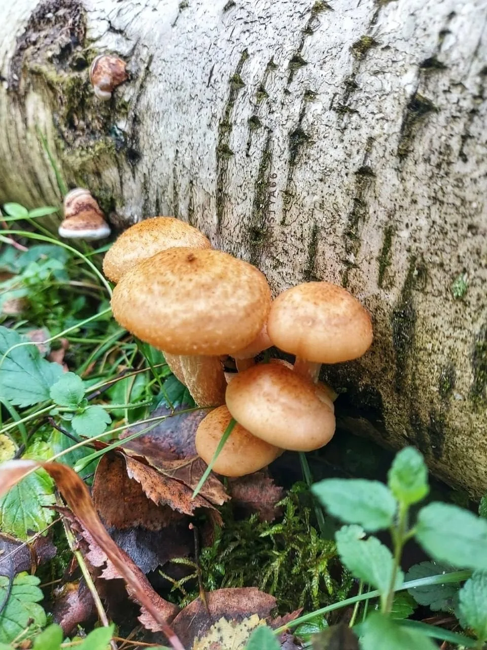 🍄‍🟫 Осень потихоньку вступает в свои права — и леса Свердловской области уже радуют г...