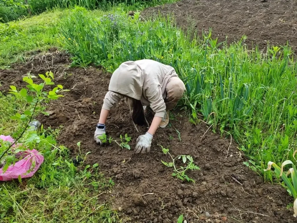 ✅На пришкольном участке кипит работа 👍🪏🍃