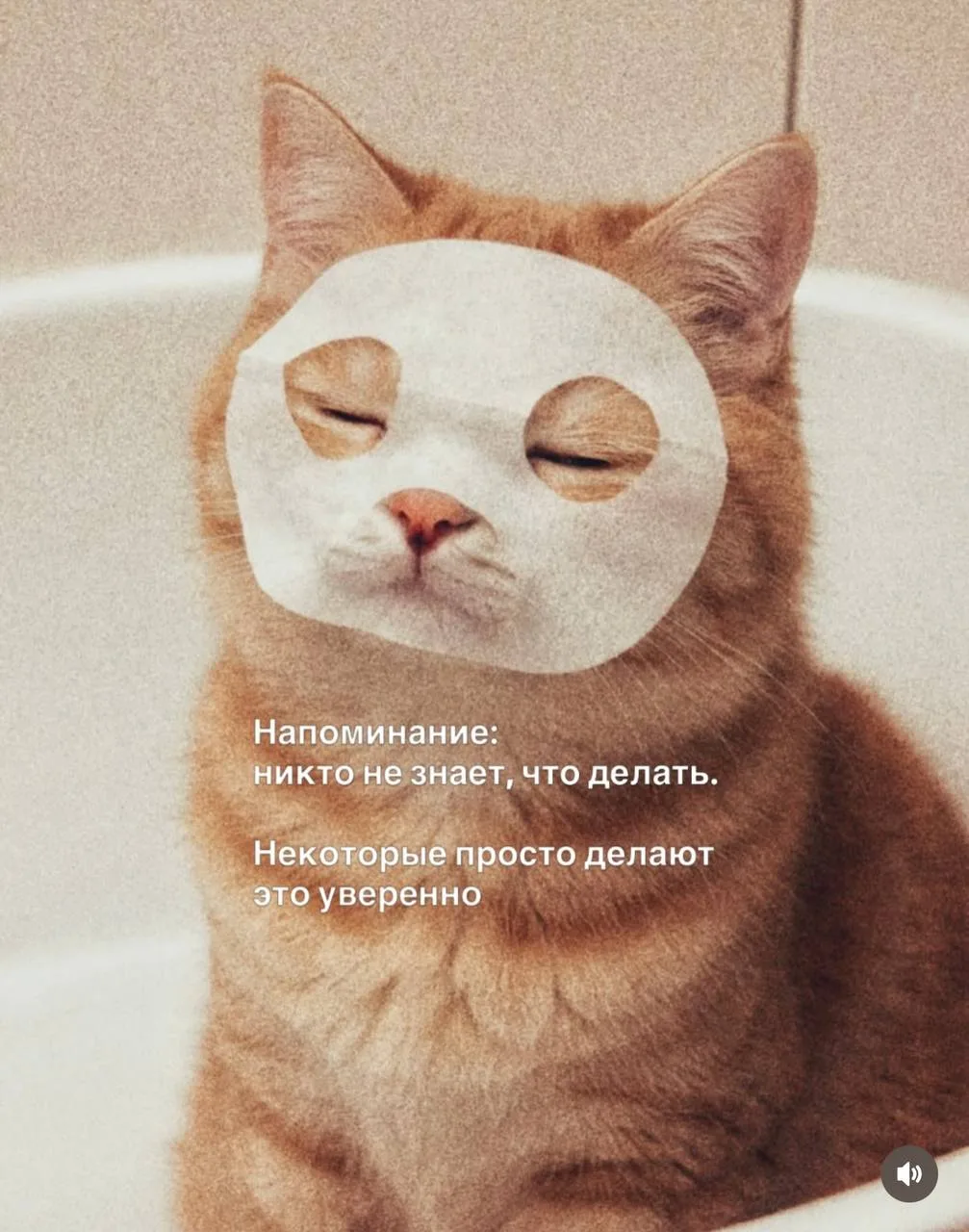 Всем котика 💛🖤