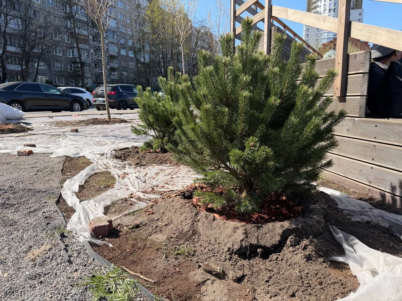 Министр образования региона Светлана Трусенева приняла участие в озелении улиц Калининграда🌲  18 апр