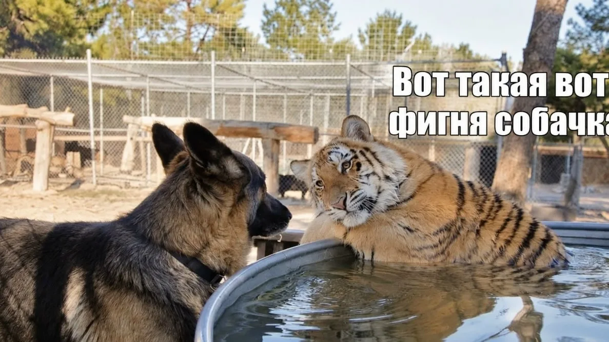 Разговаривать с питомцами как с людьми нормально, утверждают учёные.