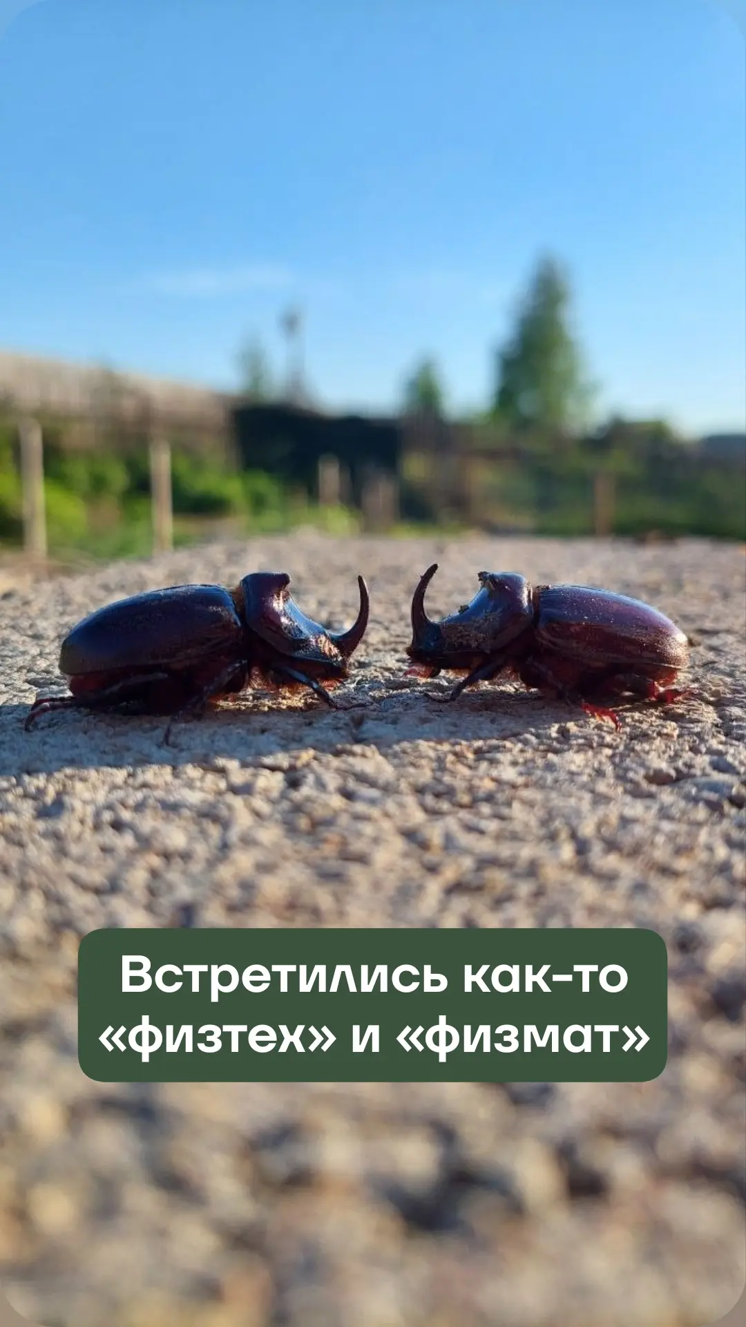 👀💯🦏🦏Вероятность обнаружить на своём участке в окрестностях Железногорска двух жуков-носорогов кр