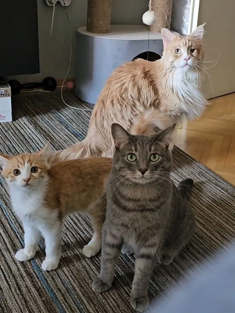 Ждут очередную порцию мыльных пузырей.🐾