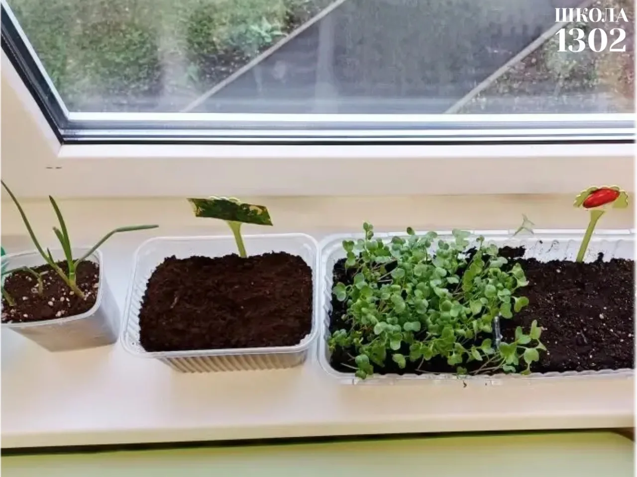 🌱 ОГОРОД НА ПОДОКОННИКЕ  В дошкольных группах ребята вместе с родителями и воспитателями посадили на