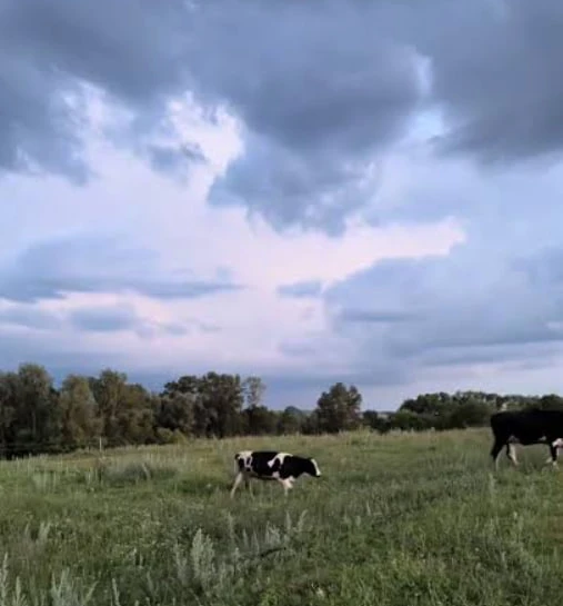 МЧС предупреждает Новгородцев:

🌩"Грозы, ливни, усиление ветра порывами 15-17 м/с ожидаются местами