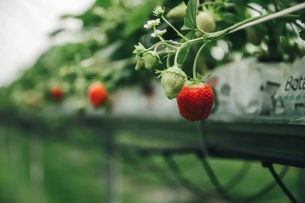 🍓Производство ягод кратно увеличилось в Подмосковье 

С начало сезона собрано уже 1700 тонн местной