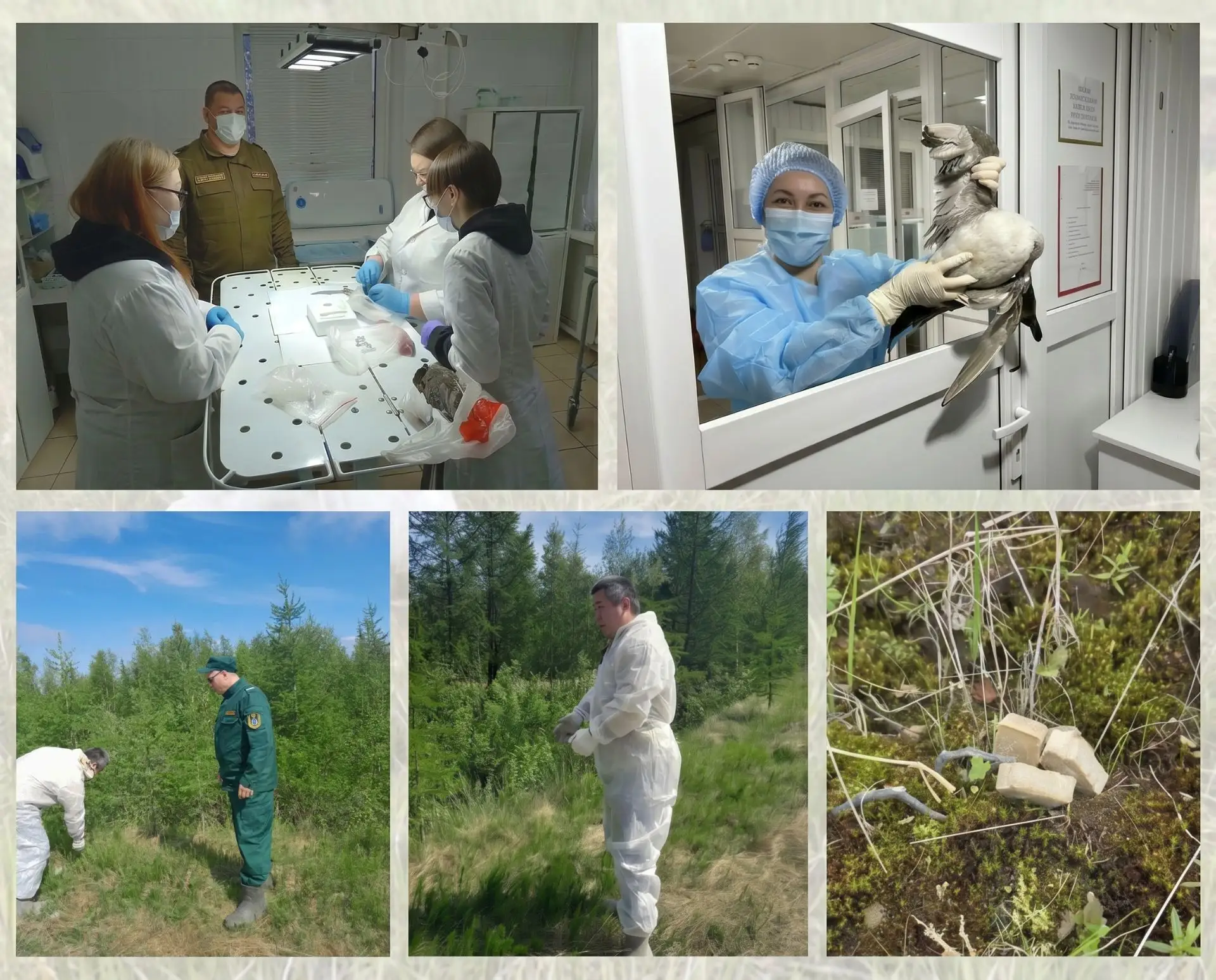 🌲🐾 Охрана природы в действии! 🦅💉   
                               
Вы знали, что наши сотрудник