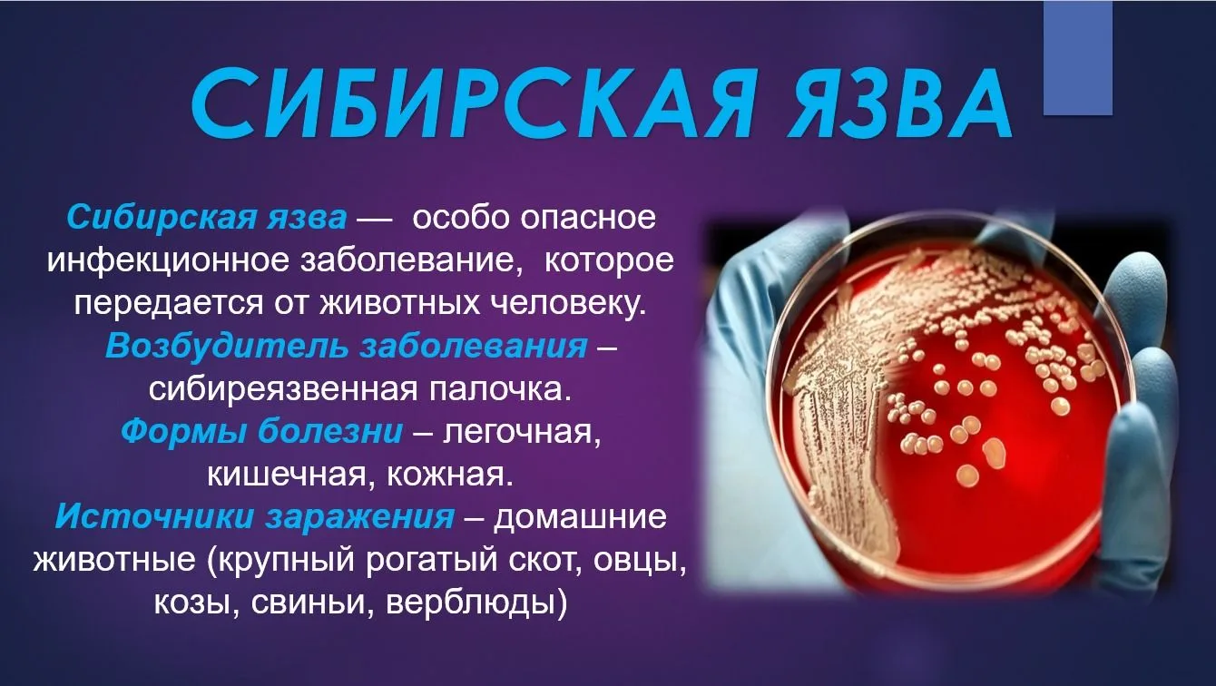 Сибирская язва —особо опасная инфекционная болезнь сельскохозяйственных и диких животны...