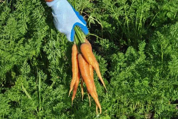 Раствор марганцовки для моркови