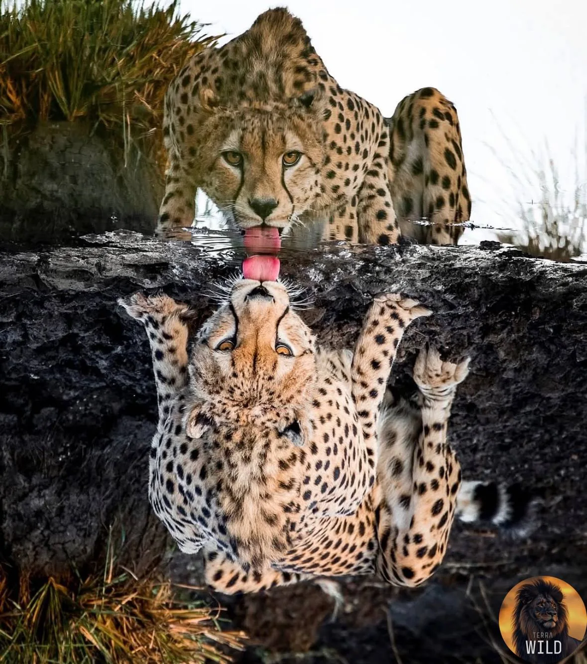 Идеальный снимок гепарда! 🐆
