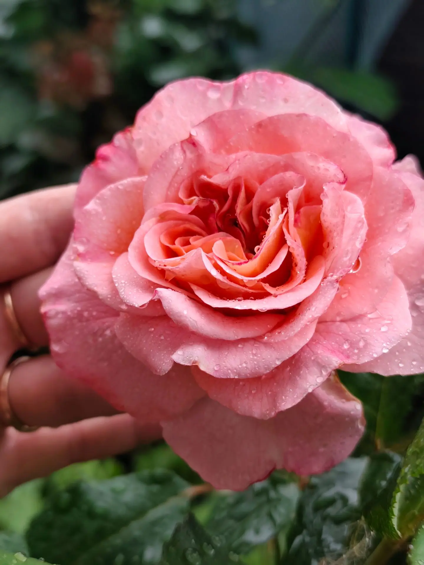 🥰🌹🫰