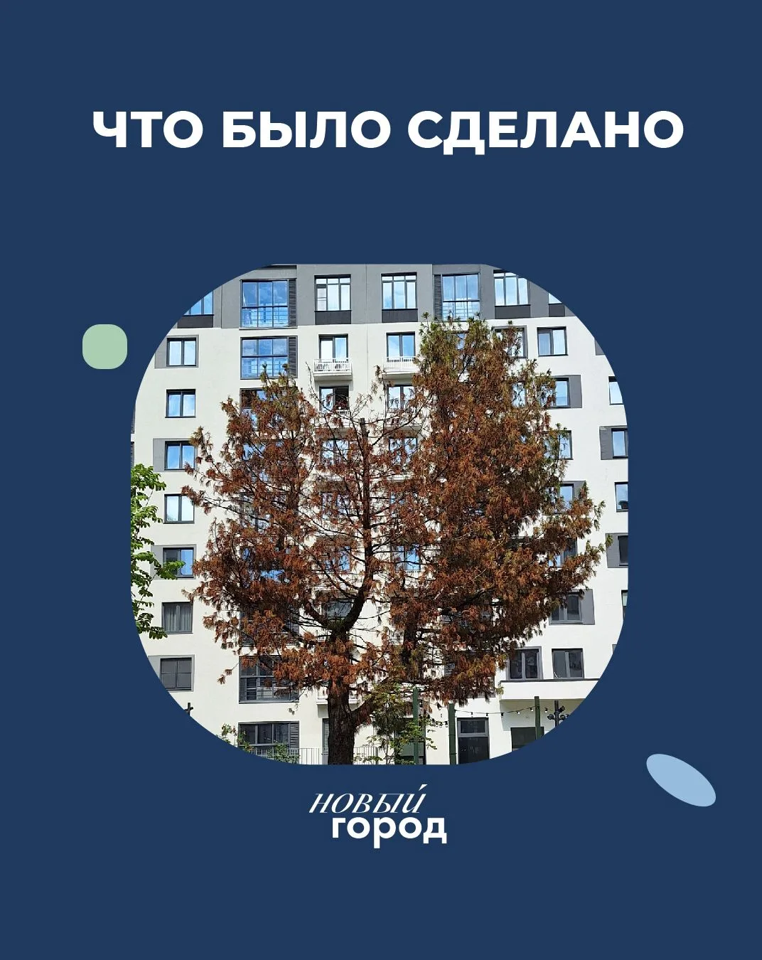Когда у кедра во дворе Шестого дома-квартала начали желтеть веточки, первым делом мы об...