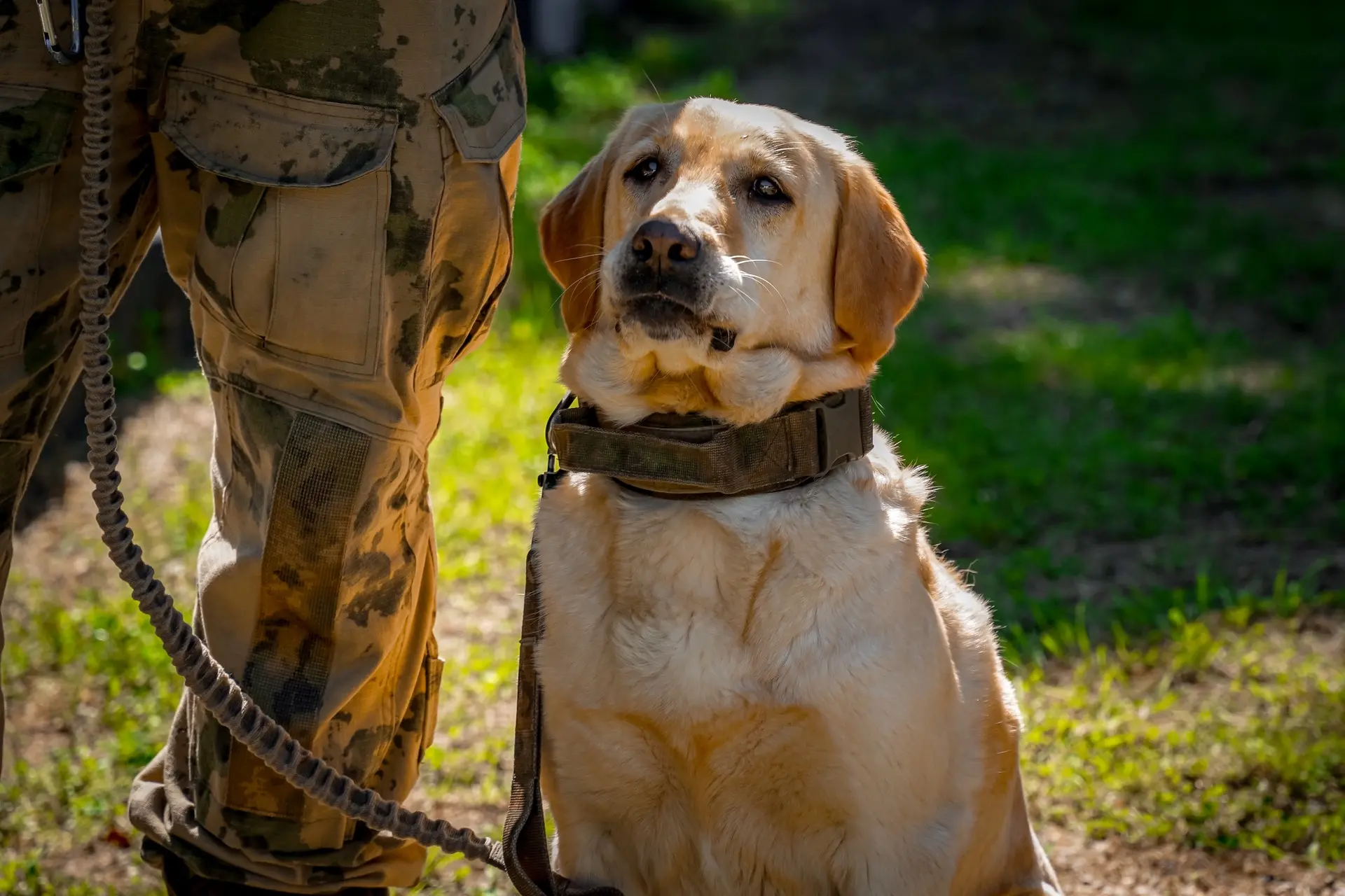 🐶👍Минно-розыскная собачка Герда грустит от того, что ей не ставят лайки, хотя она добросовестно об