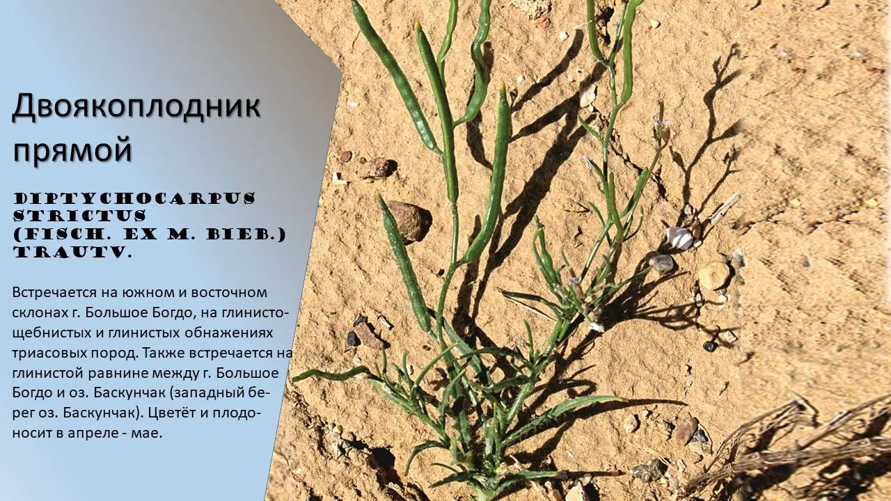 📕 Сегодня в нашей рубрике #КраснаяКнига_АО продолжаем делиться с Вами интересной информацией об уни