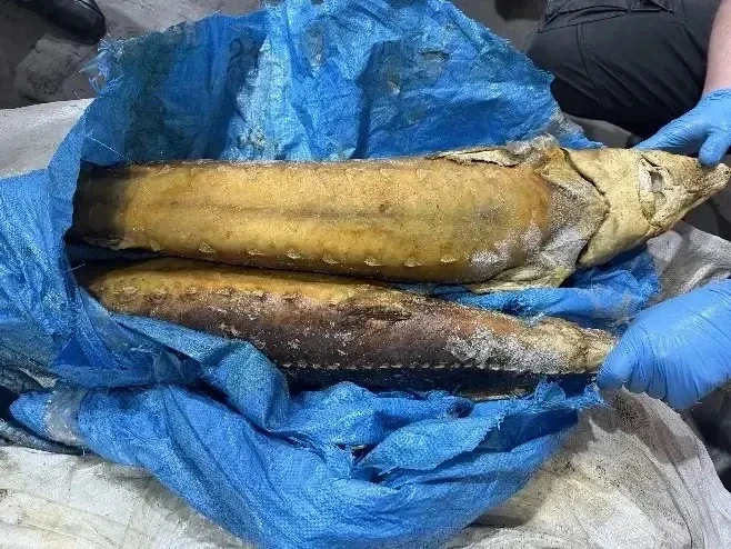 Осетровый долг довёл норильчанина до скамьи подсудимых

В декабре прошлого года 40-летний житель Нор