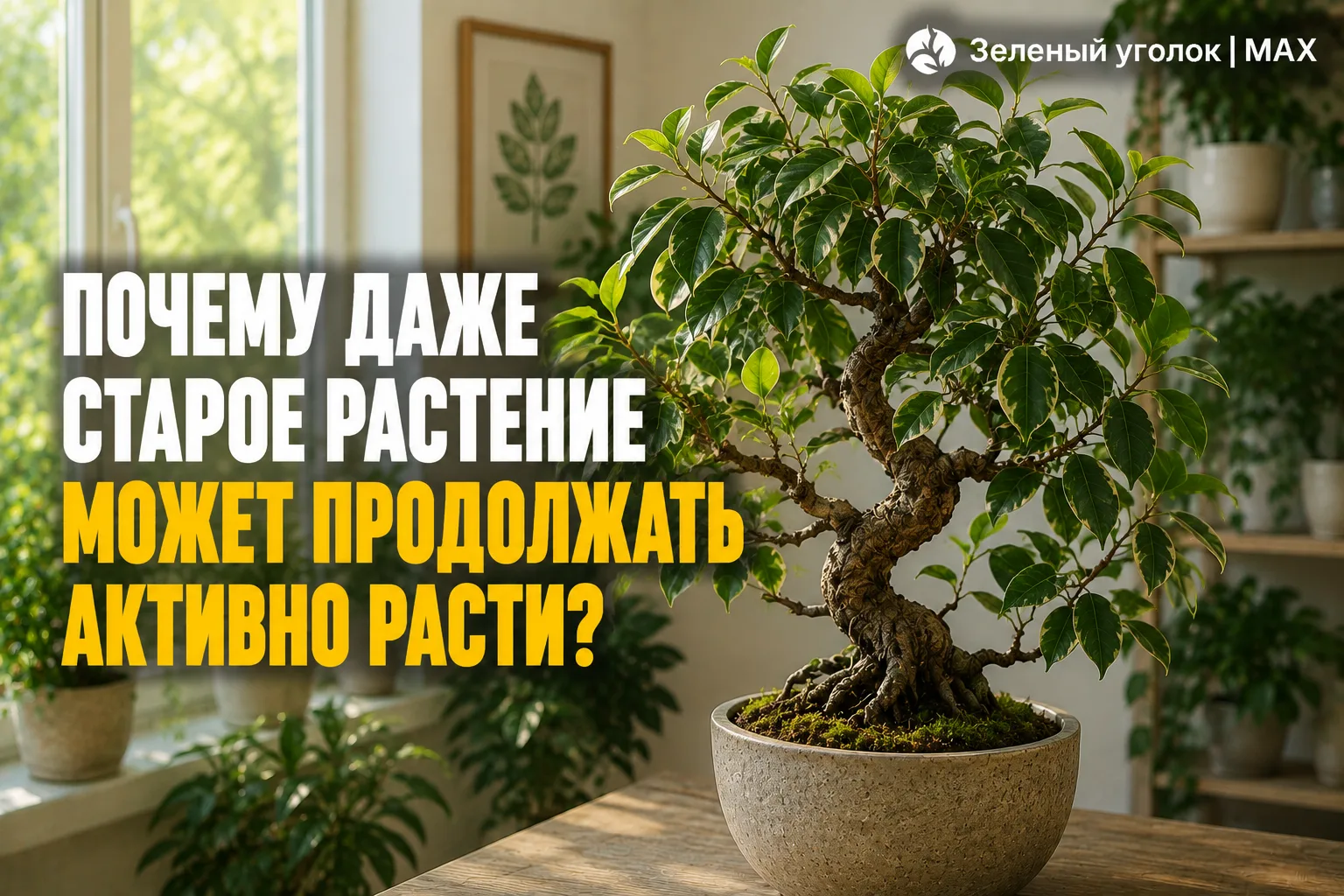 ПОЧЕМУ ДАЖЕ СТАРОЕ РАСТЕНИЕ МОЖЕТ ПРОДОЛЖАТЬ АКТИВНО РАСТИ?