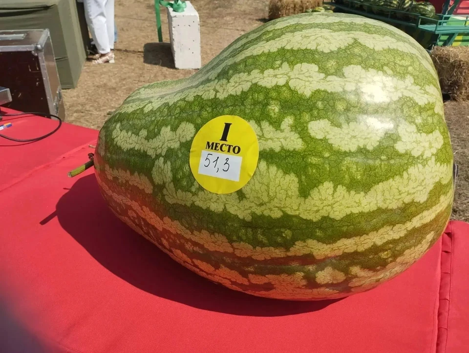 🍉 Арбуз-рекордсмен в Волгоградской области