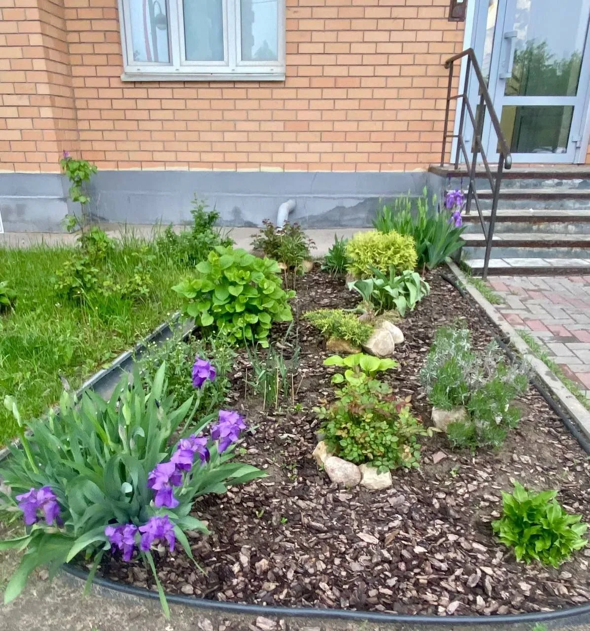 Всем доброго утра🌸 Вот такие очаровательные ирисы расцвели в городских палисадниках🥰  📷 Ольга  НЕ ЗА