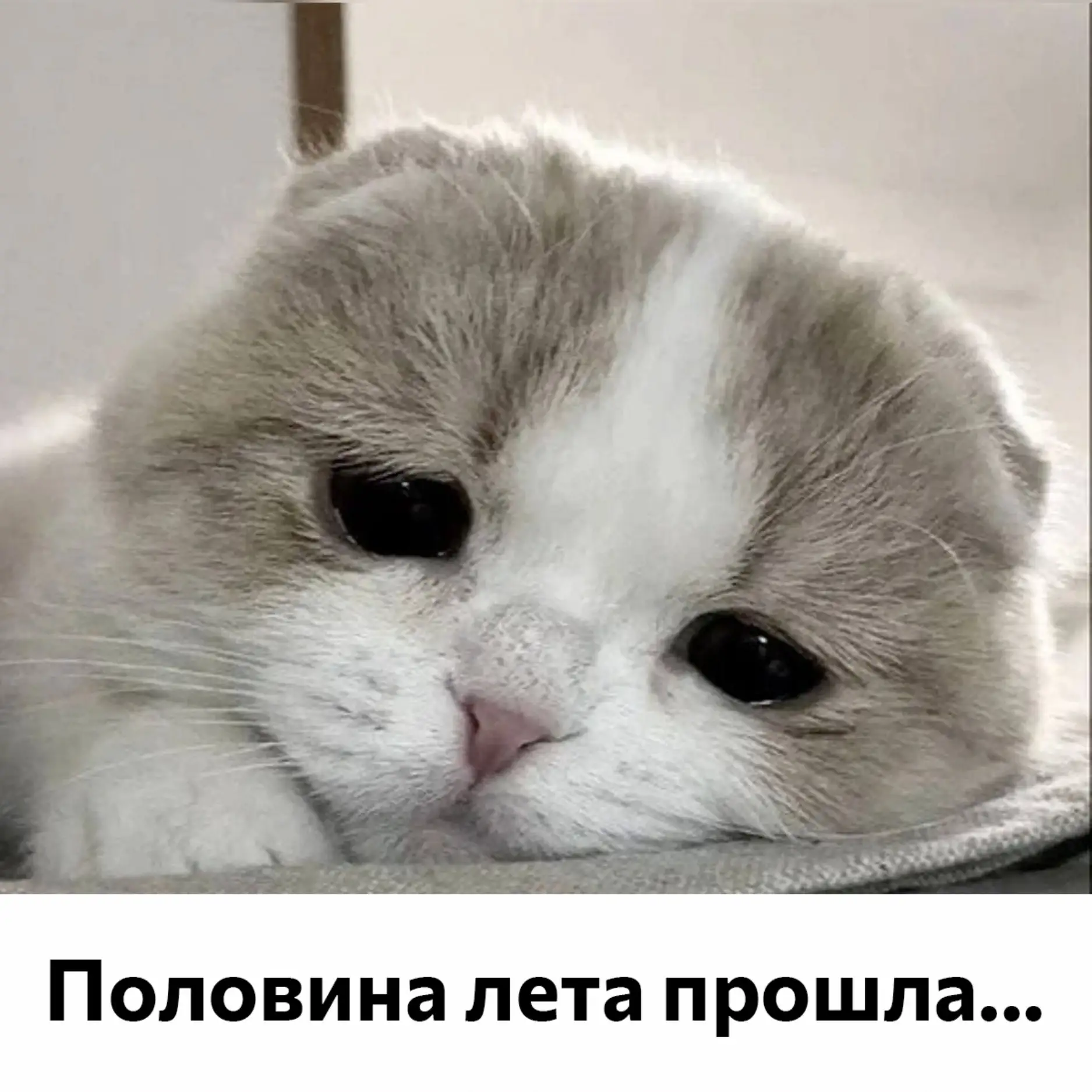 Половина лета прошла... 🍃

Но это не повод грустить! Мы знаем, как поднять настроение 😉

Сочны