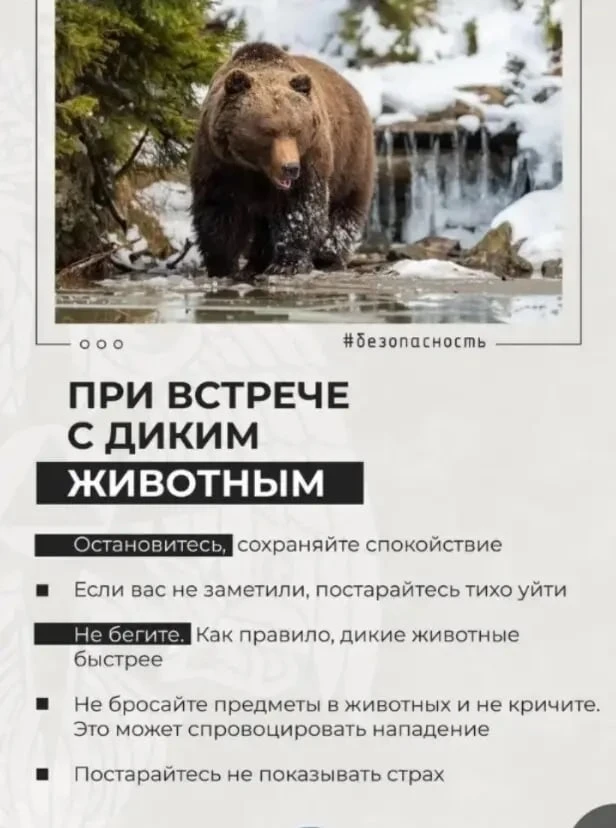 ❗️При встрече с дикими животными: Передвигайтесь шумно: пойте, громко разговаривайте, н...