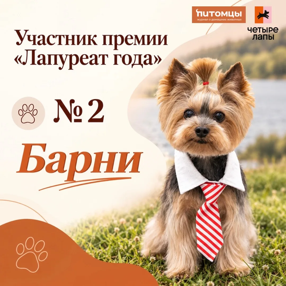 🧡Продолжаем знакомить вас с участниками премии «Лапуреат года» — поприветствуйте Барни!