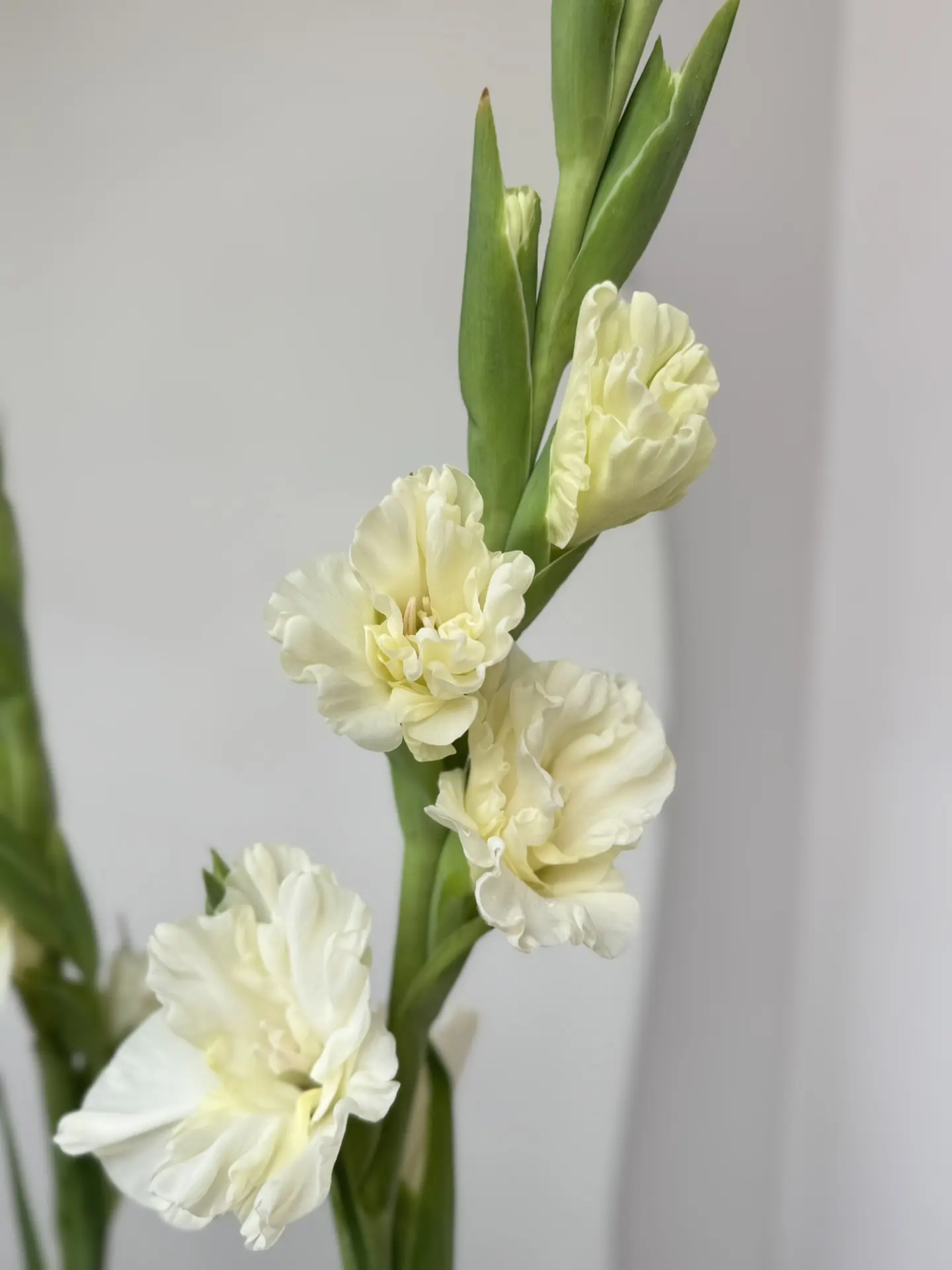 Гладиолусы на витрине 🤩