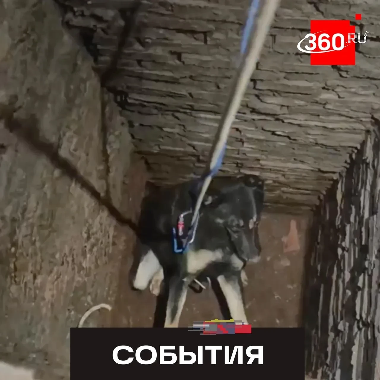 В Красноярске собака неделю просидела в узкой шахте — её спасли волонтёры