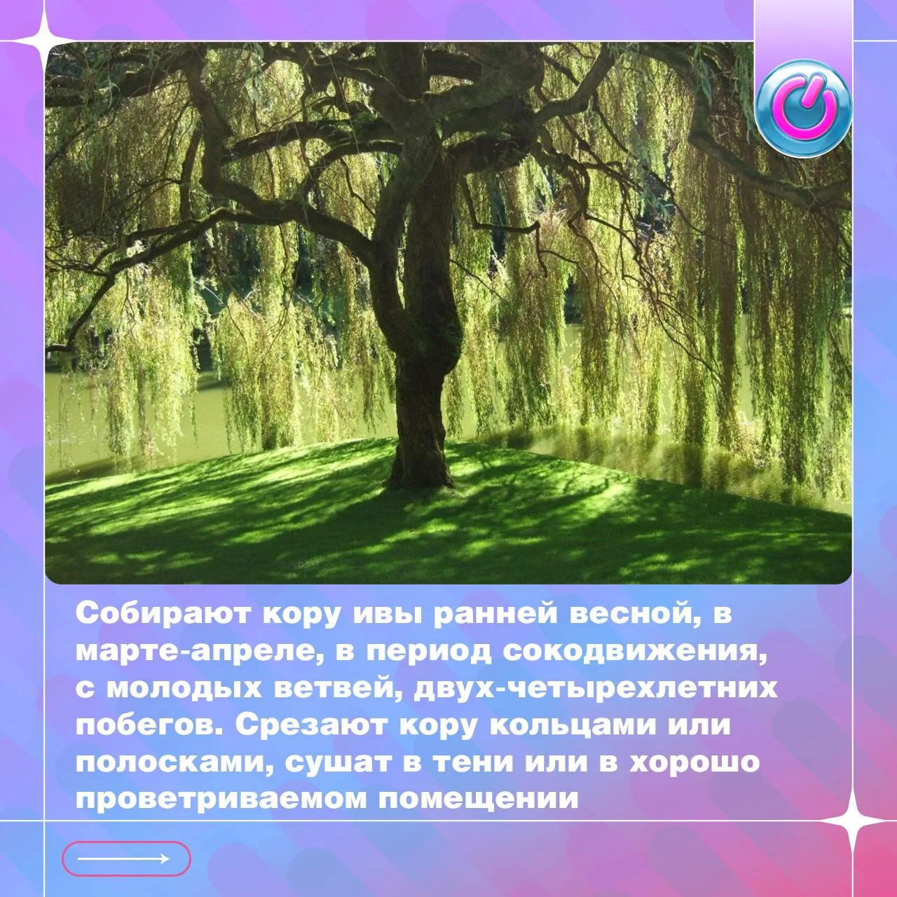 Натуральное средство при болезнях суставов. 

Клинические исследования подтверждают эффективность ив
