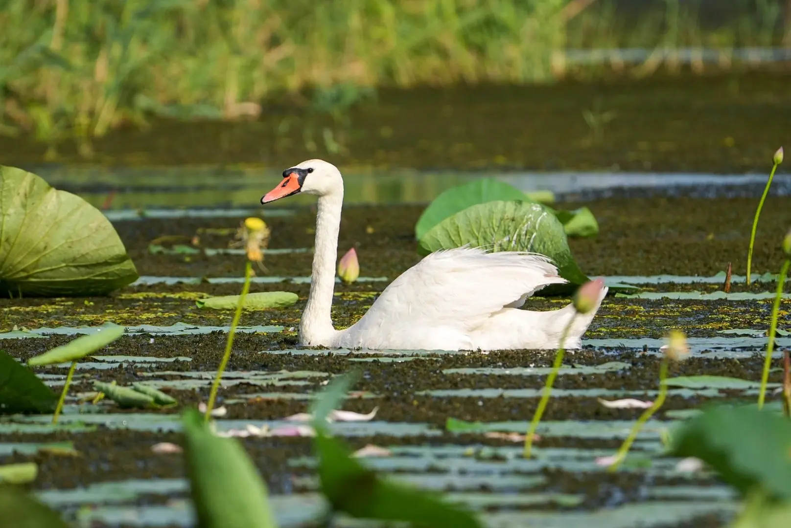 🦢 Во многих местах Астраханской области можно встретить лебедя-шипуна!