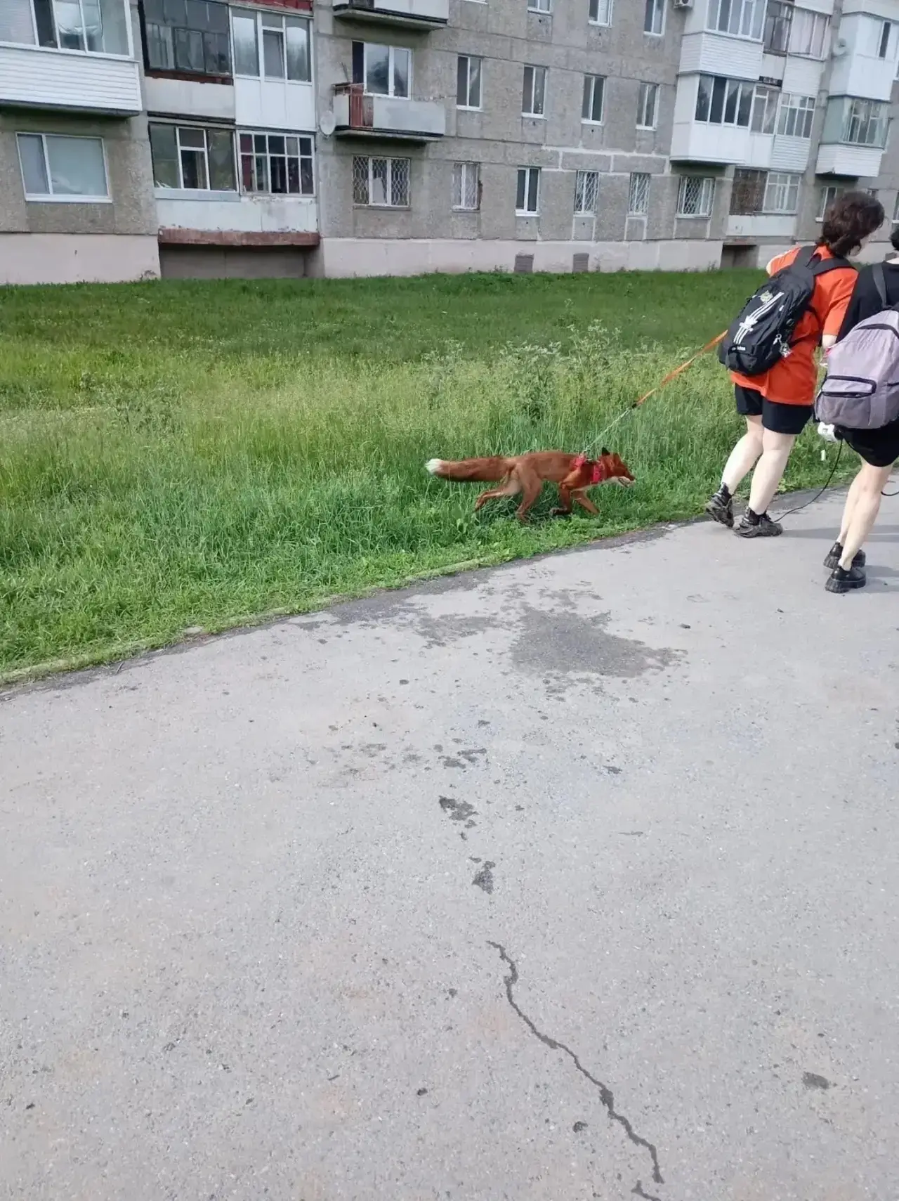 А в Тобольске свои домашние животные 🦊
