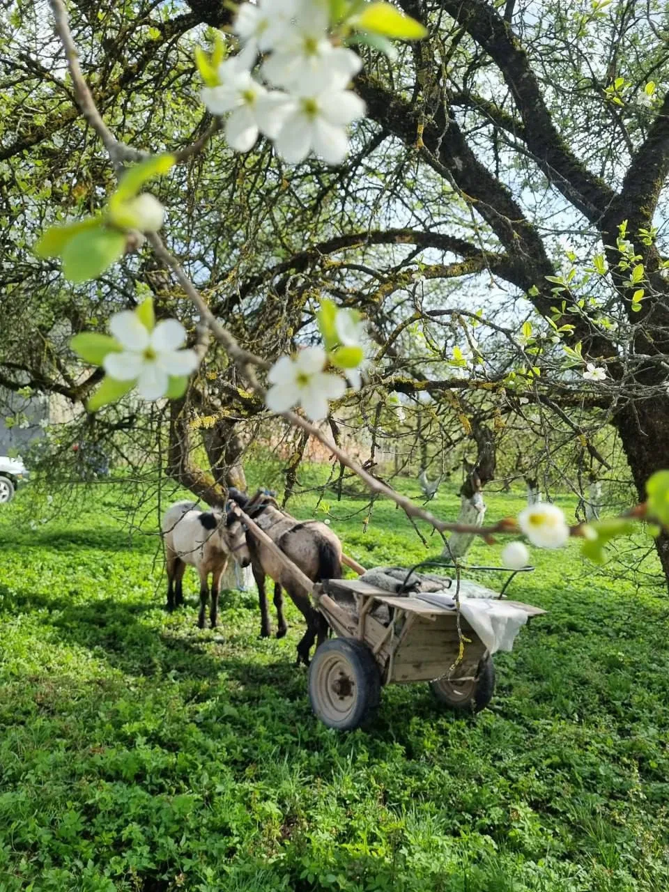 🌲 🌸  Не упустите шанс насладиться природой и тишиной. На выходных отправляйтесь в уют...