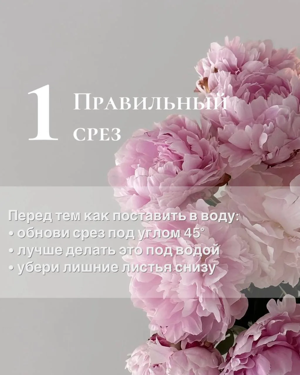 🌸✨Пионы — одни из самых нежных красивых цветов, но если знать несколько простых правил...