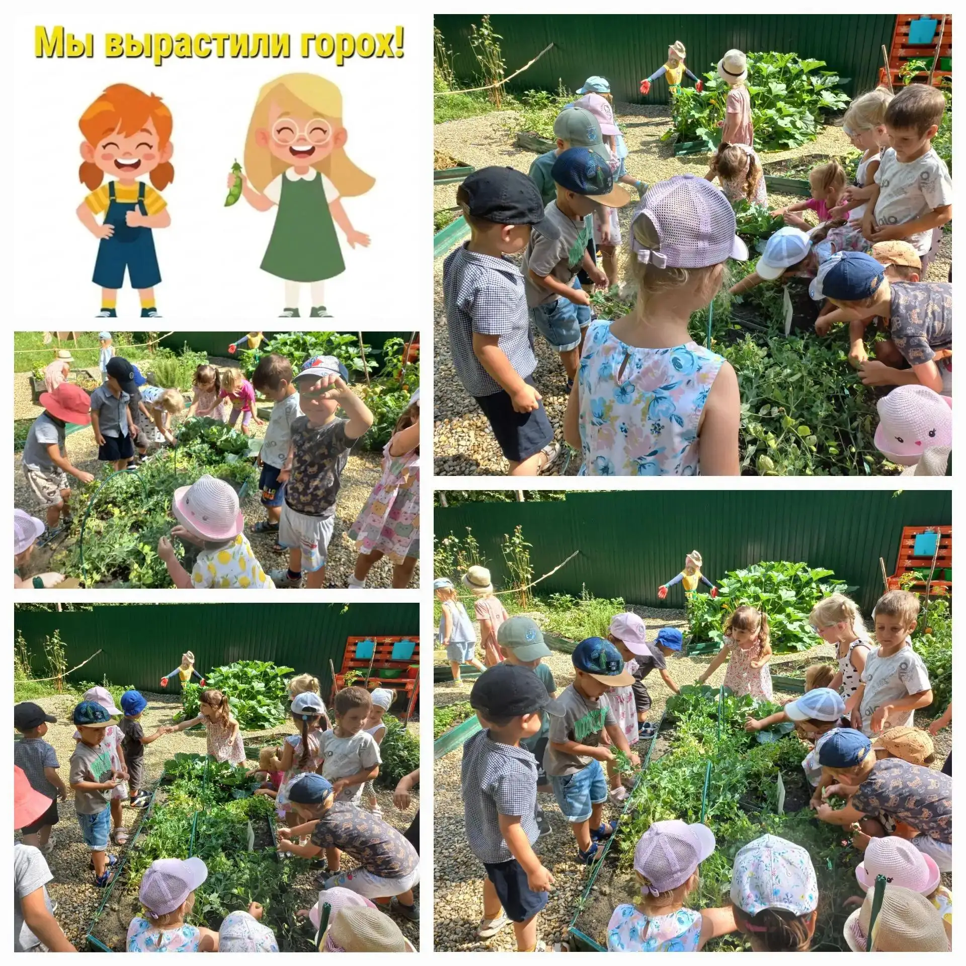 🎉 Ура, урожай! 🎉

Наши маленькие огородники собрали горох — и это не просто урожай, а настоящий ре