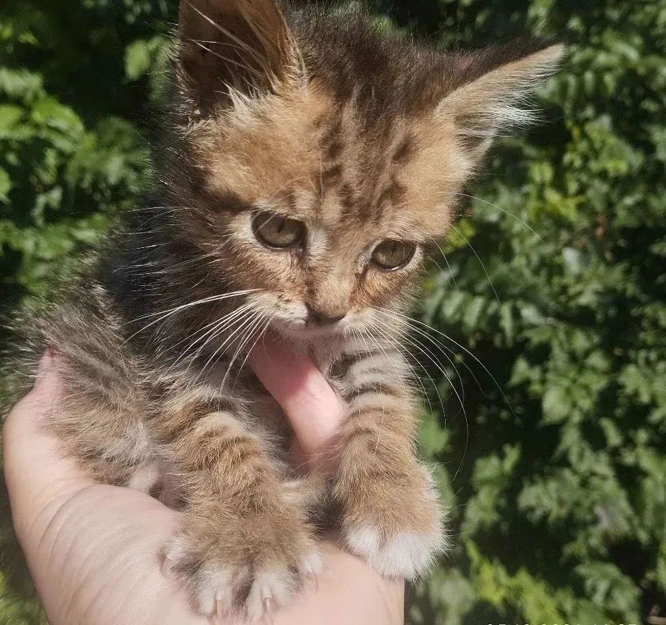 ❤ Мальчик (1,5 месяца) ищет дом