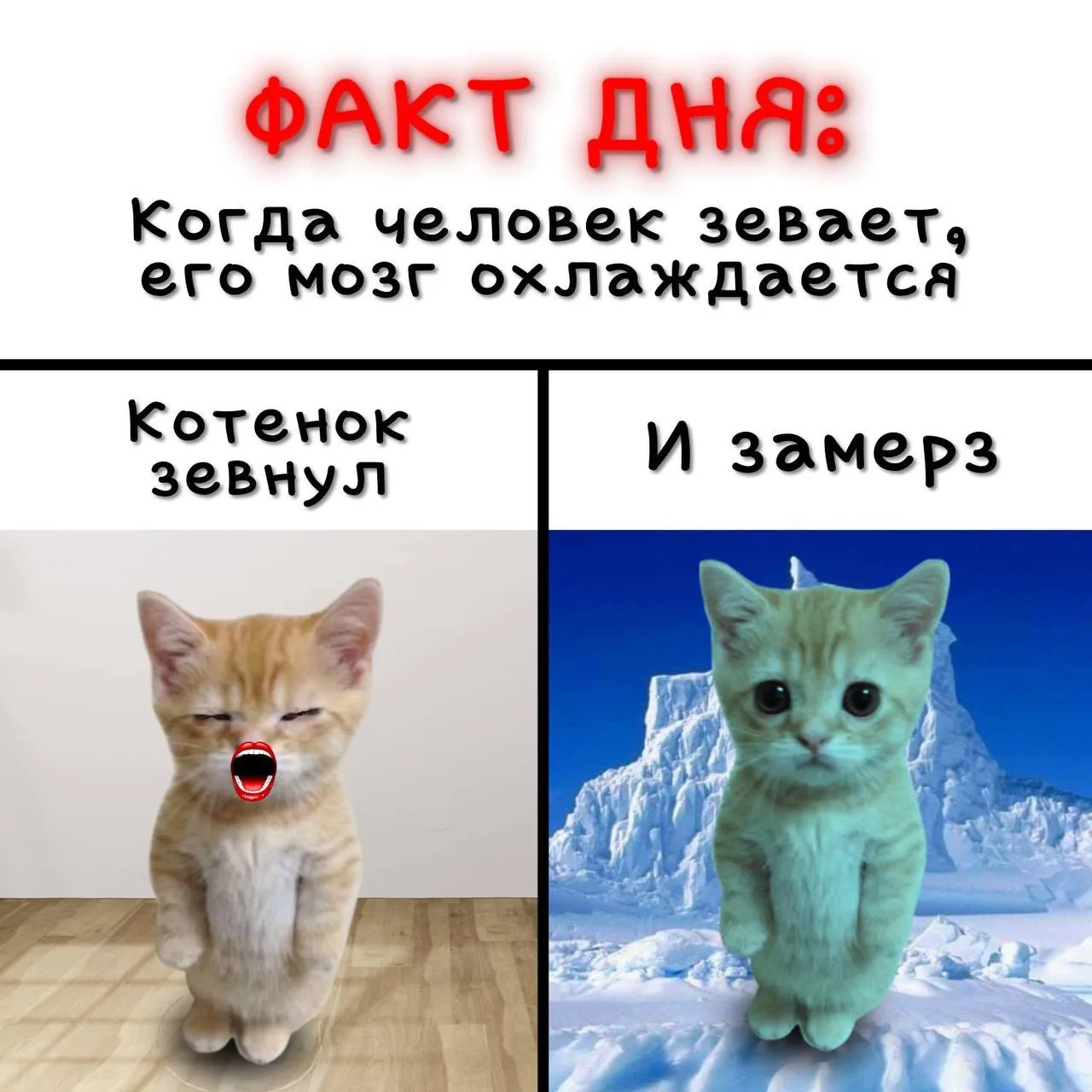 ФАКТ ДНЯ ОТ КОТЯТ 🙀🔥