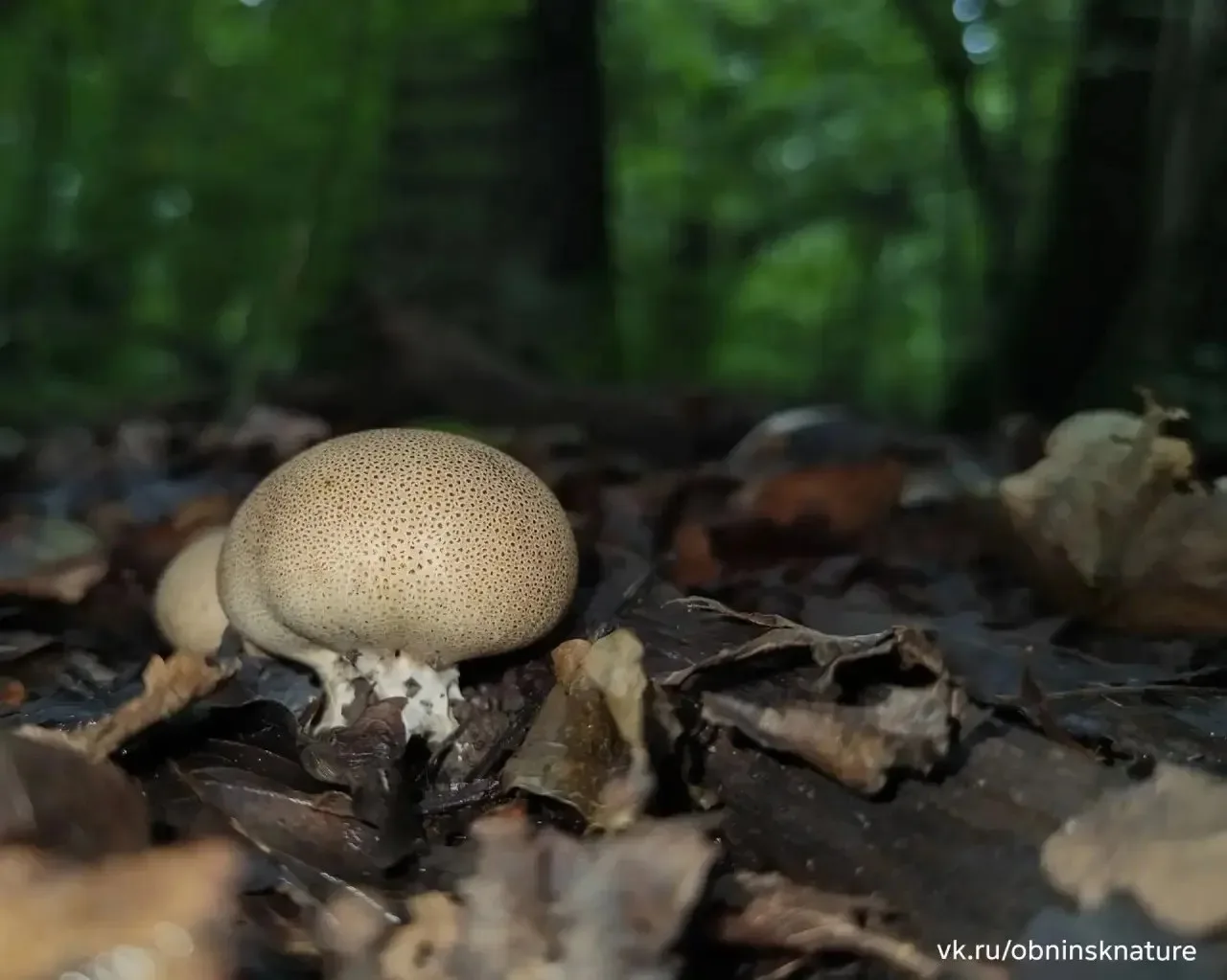 🍄‍🟫 Гурьяновский лес — настоящая грибная сокровищница