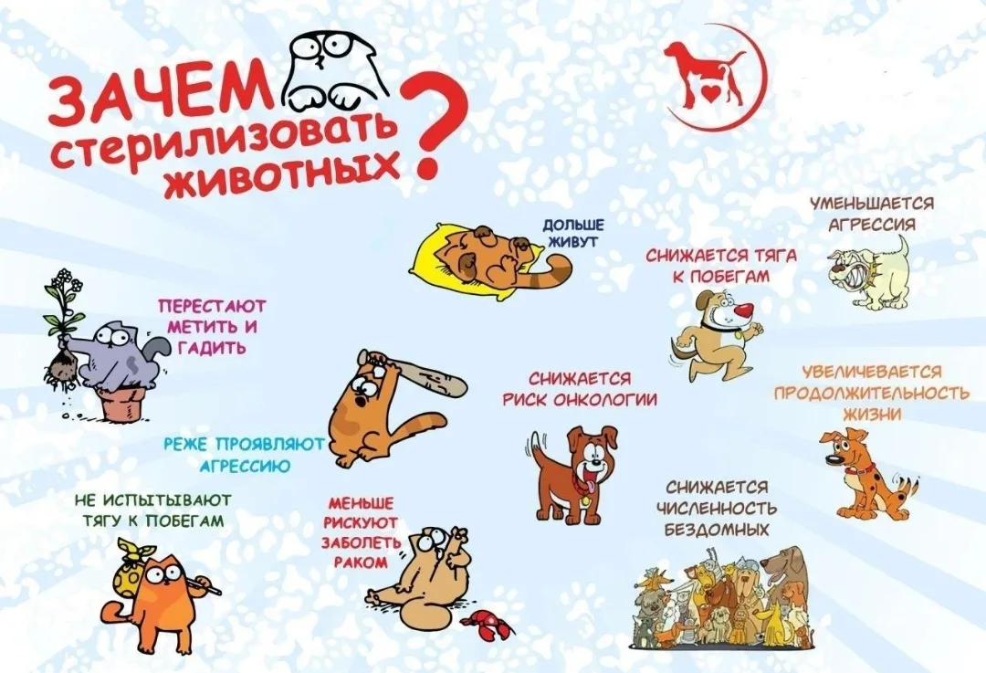 🐶Стерилизация животных🐱 — это хирургическая процедура, направленная на предотвращение размножения 