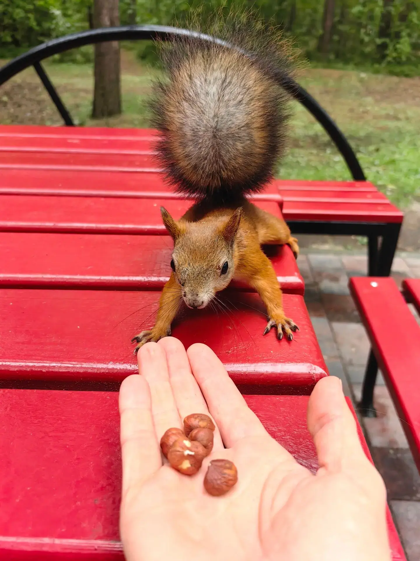 🐿️Любуемся, кормим и фотографируем - на расстоянии!