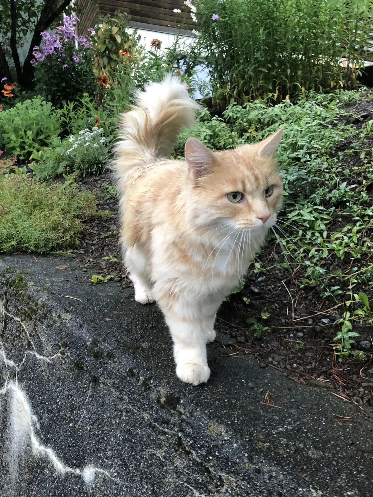 #КотикПодписчика 🥰