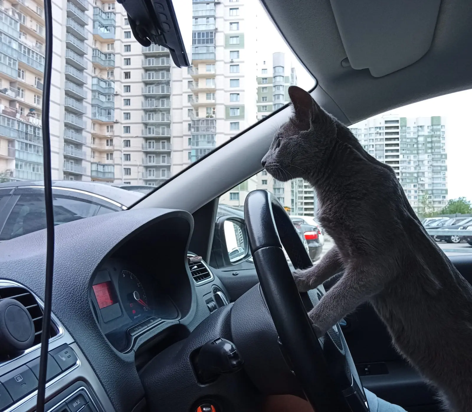 🐶 Пушистый DRIVE2: в отпуск с хвостатыми  Может ли инспектор штрафовать за собаку или кота в машине?