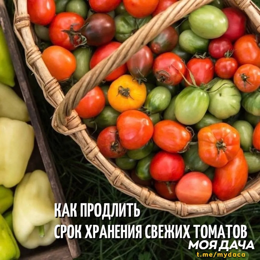 Как продлить срок хранения свежих томатов? 🍅
