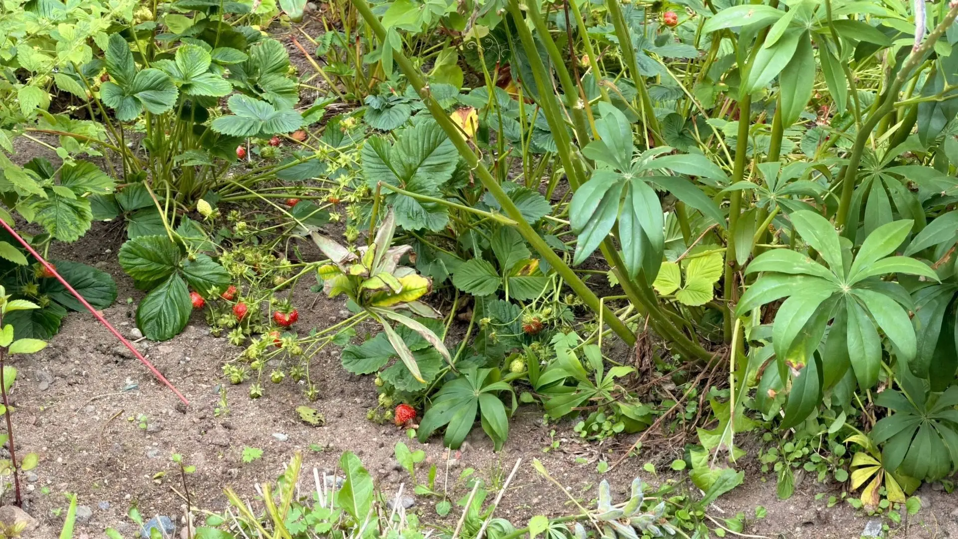 🍓 В Заозёрске на клумбе созрела клубника