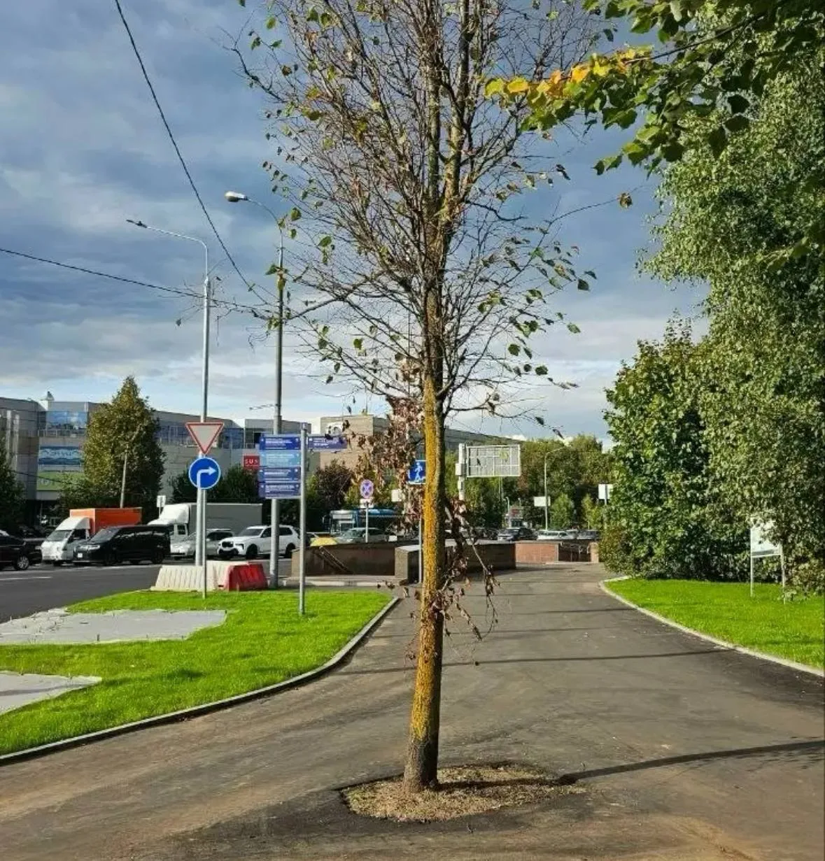 🌳 Дерево осталось посреди тротуара после ремонта