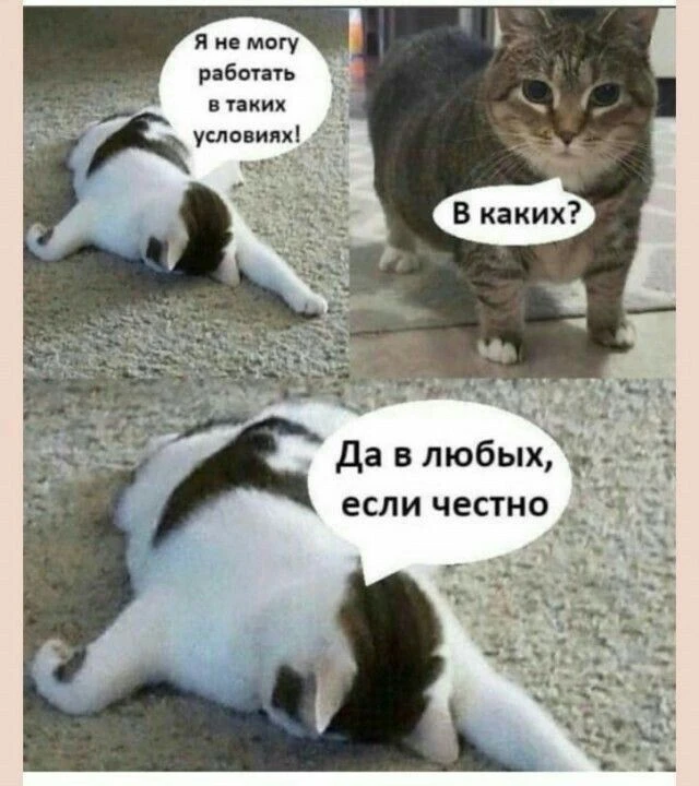 Работа не волк… 😼
