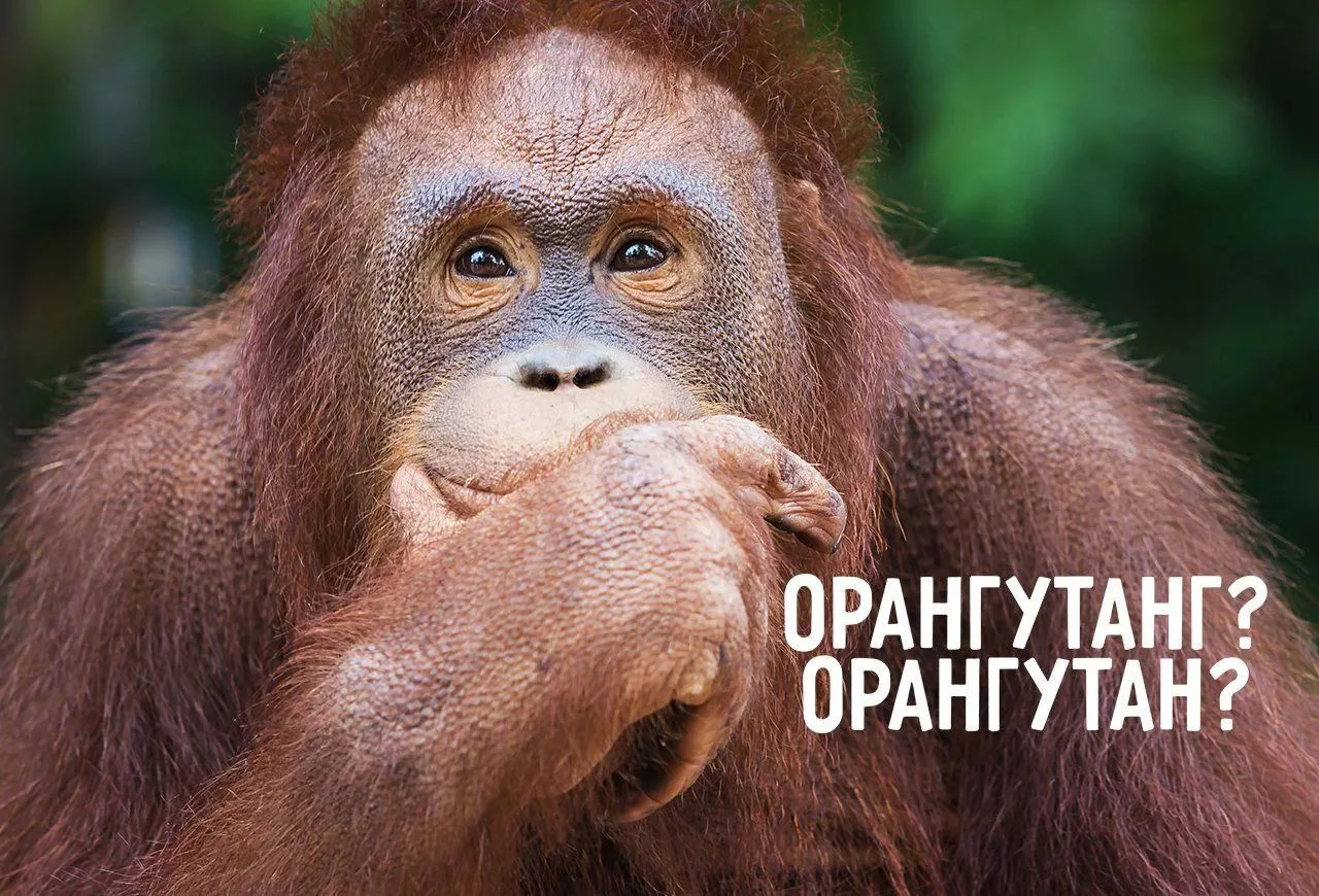 ❗️ПРАВИЛЬНО: орангутан, орангутанг❗️

📚 Чтобы понять, как пишется это слово, обратимся к первоисточ