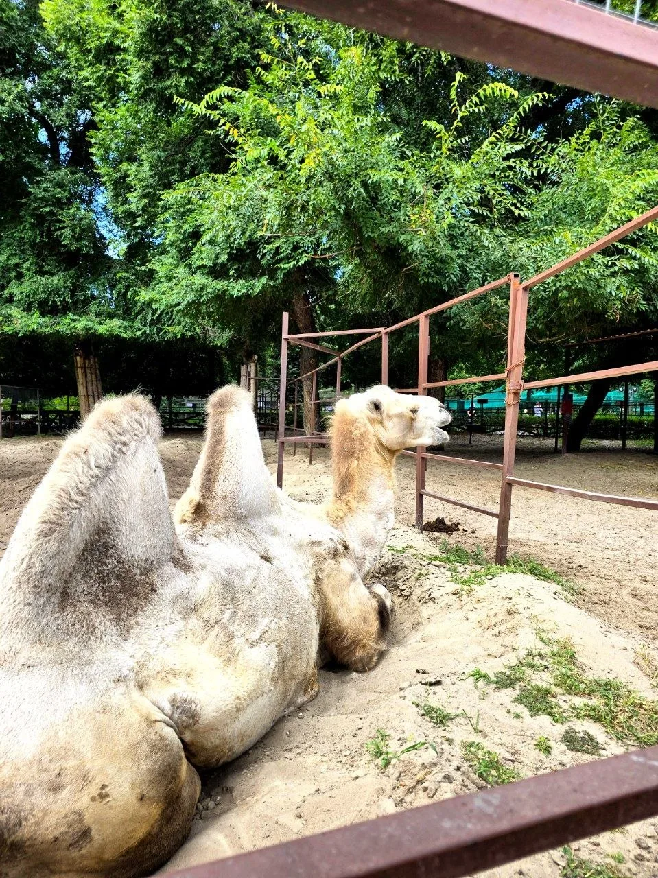 🦁 Сходил в воронежский зоопарк