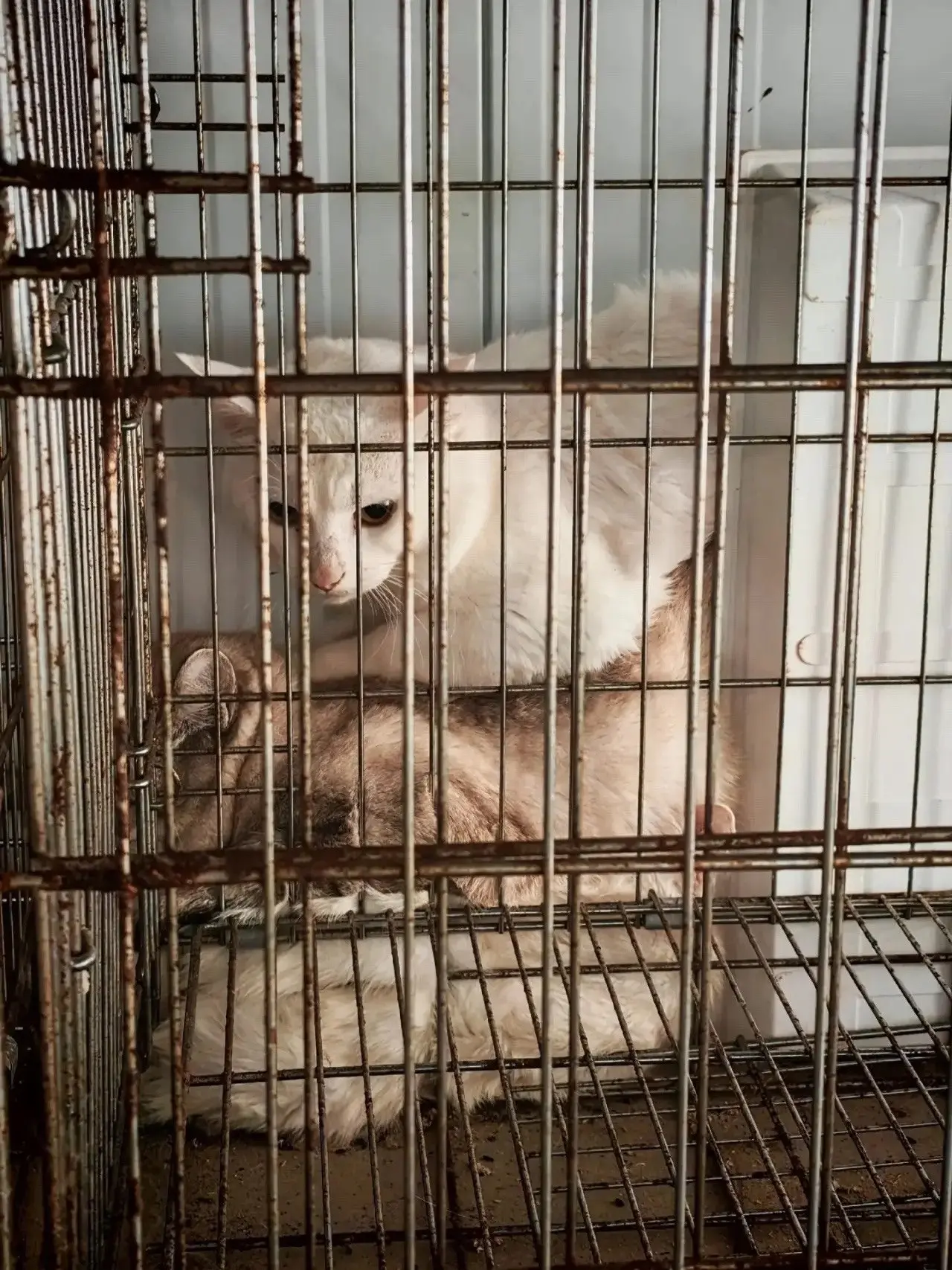 К приюту «Доброе Сердце» на Ямале принесли 13 котов в плотных мешках